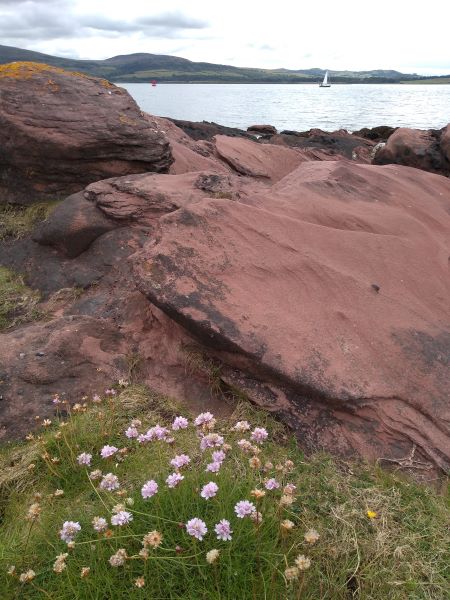 A plant with pink flowers in the foreground next to red rocks leading down to the sea with yachts and hills in the background.
