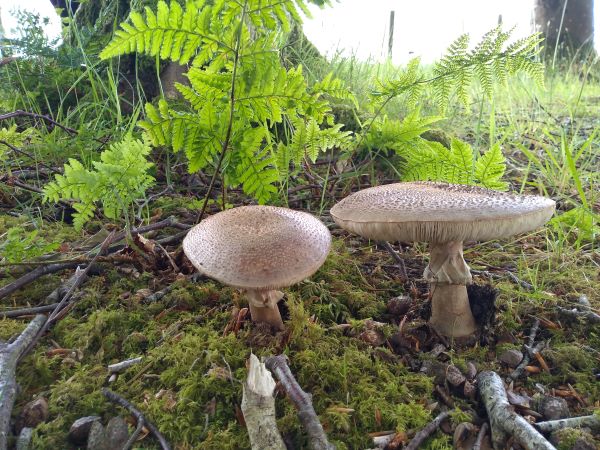 Close-up of two toadstools growing at the base of a tree surrounded by ferns and moss.
