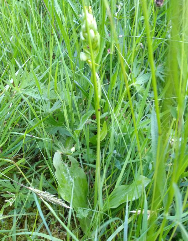 Close up of an orchid with pale yellow tightly closed flower buds
