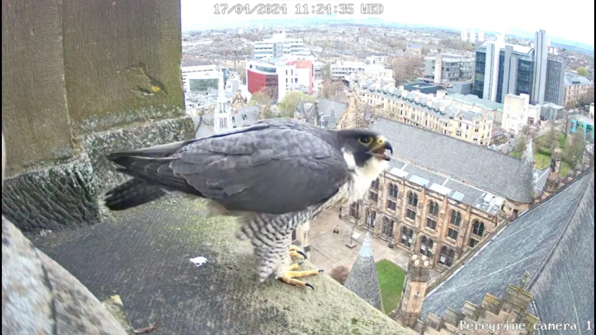 Screenshot of a bird of prey standing on the ledge of a tall building with university buildings in the background