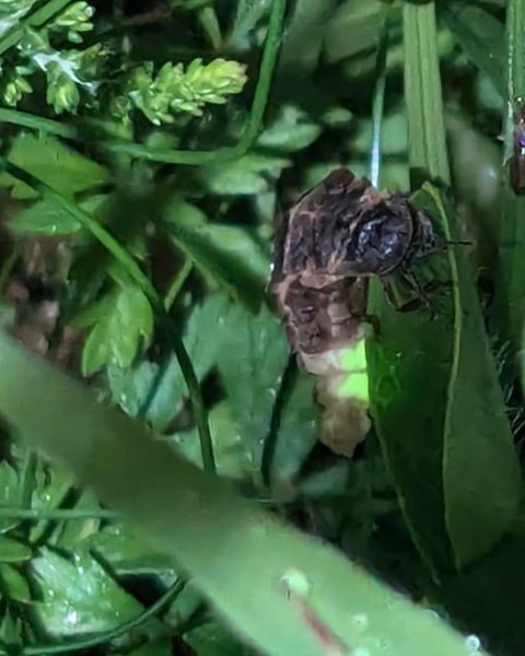 Close-up of a beetle with two lower segments of its body glowing bright green and perched in a grassy area.