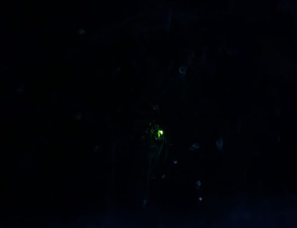 A tiny pinprick of green light in the dark