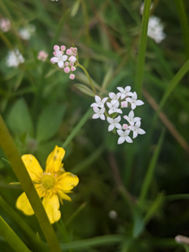 A close up of tiny 4-petalled white flowers in a cluster.