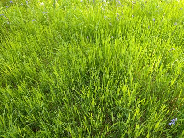 Close up of a patch of grass with pale green upright leaves