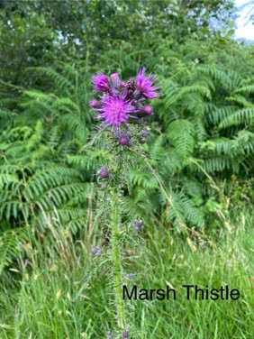 A jaggy plant with purple flower with bracken in the background.
