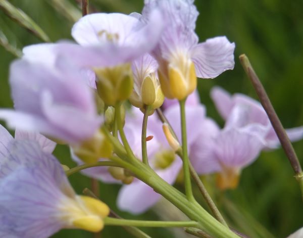 close up of a tiny orange egg on the stem of lilac flowers