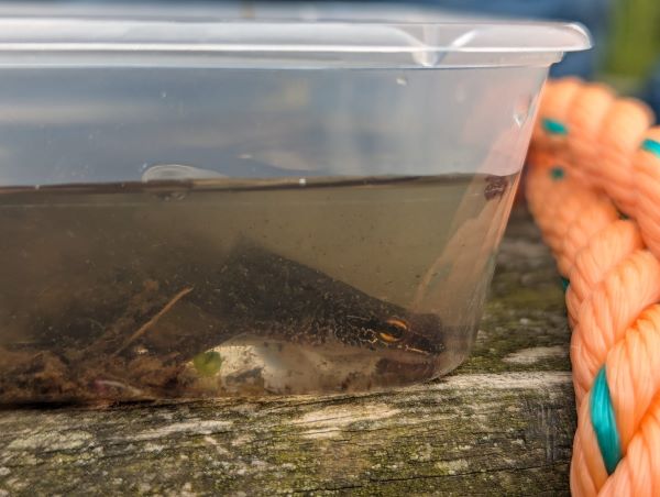 A small newt in a plastic container filled with pond water.
