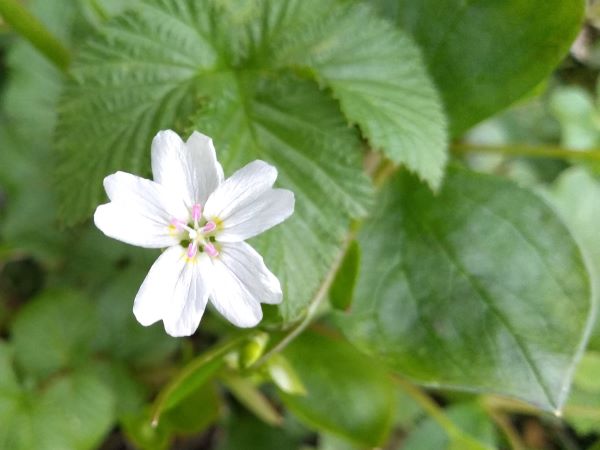 close up of a white flower with pink stamens