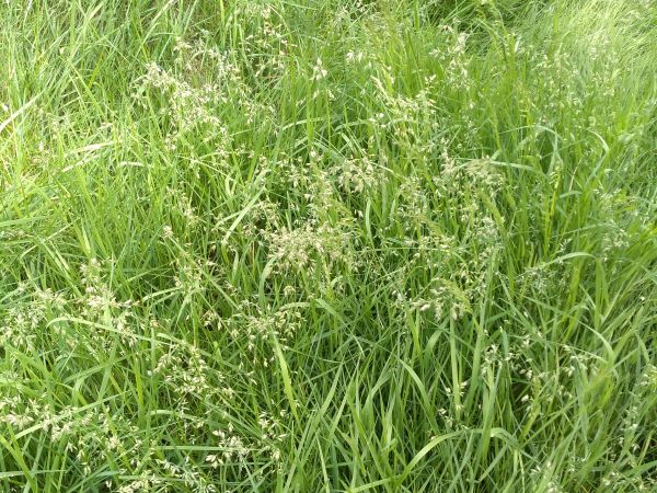 Close up of a patch of grass with delicate panicles of pale green and purplish flowers.