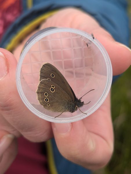 A butterfly in a plastic container.