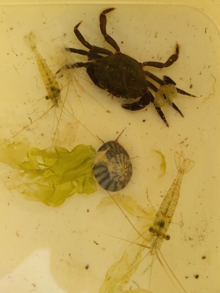 A crab, sea snail, seaweed and two shrimps in a plastic tub filled with seawater.