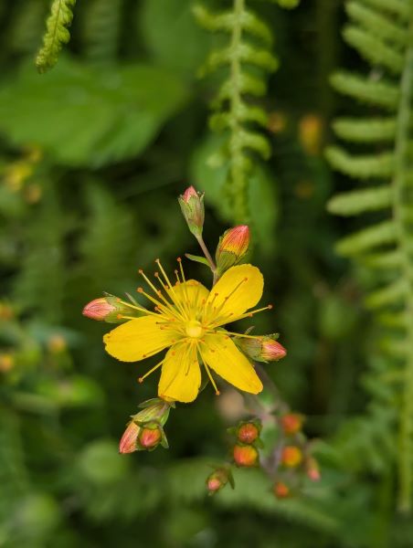 A yellow flower with long stamens and orange flower buds on a plant.