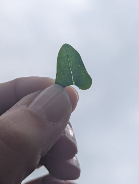 A hand holding a leaf up to the sky showing tiny pinpricks of light coming through the leaf.