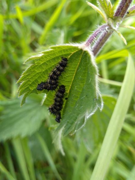 Close up of two black and yellow caterpillars on a leaf