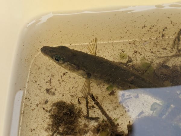 A small fish in a plastic container filled with pond water.