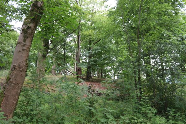Looking uphill through trees