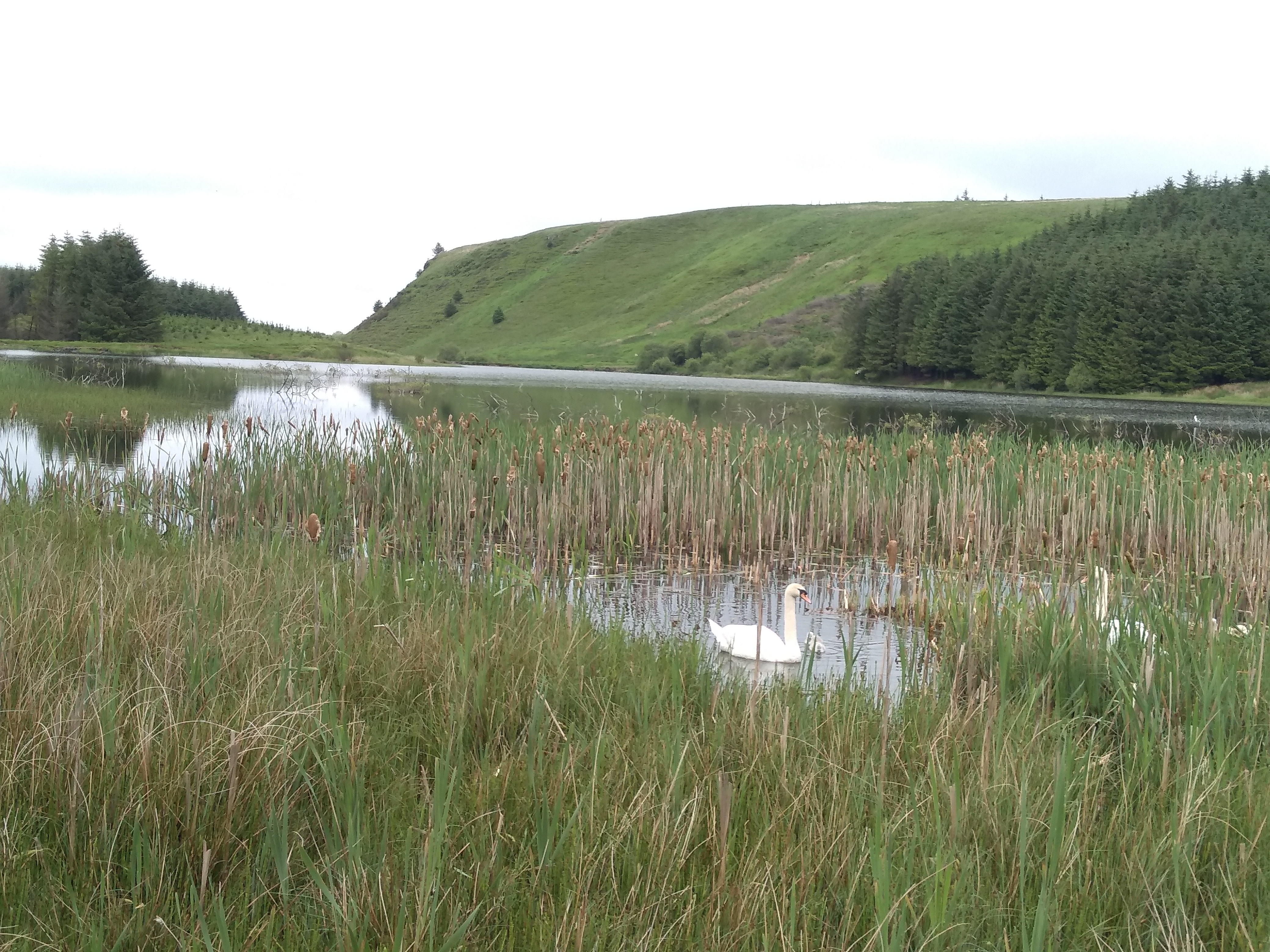 View of a flattened hill and coniferous forests with a reservoir with 2 swans in the foreground