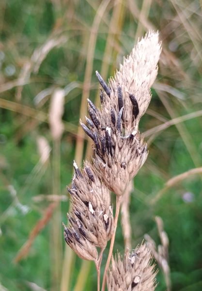 Close-up of a grass flowerhead with black fungal 'fingers' projecting from some of the florets