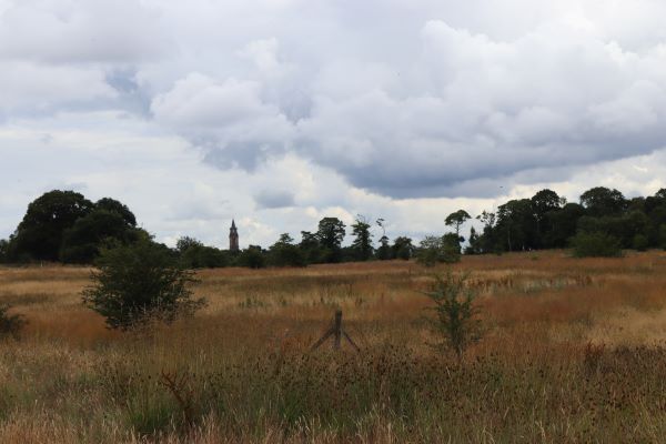A grassland area with trees and cloudy sky