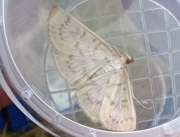 A pearly white moth in a plastic tub with its wings open