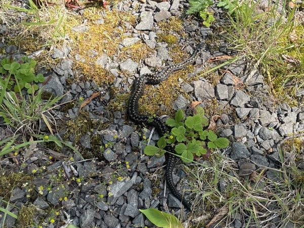 A snake on the ground