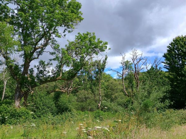 A forest with trees and grass. Three of the trees have different degrees of bare branches.