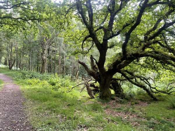 A large tree with broken branches next to the path in the woods