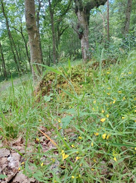 A forest with a ground cover of grass and yellow flowers