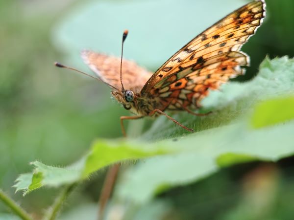 A close-up of a butterfly on a leaf