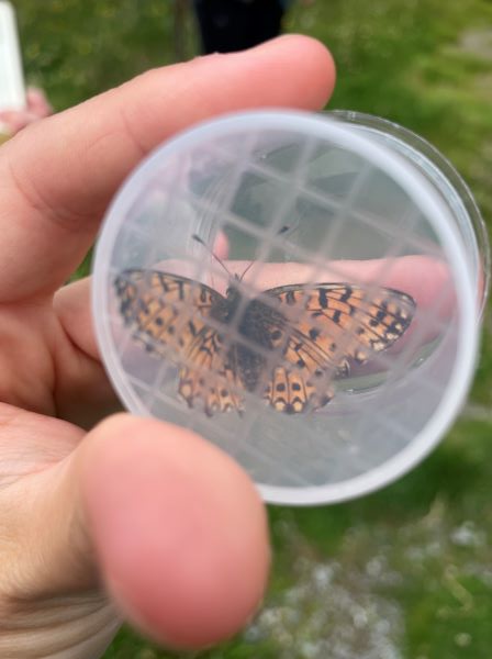 A butterfly in a plastic container