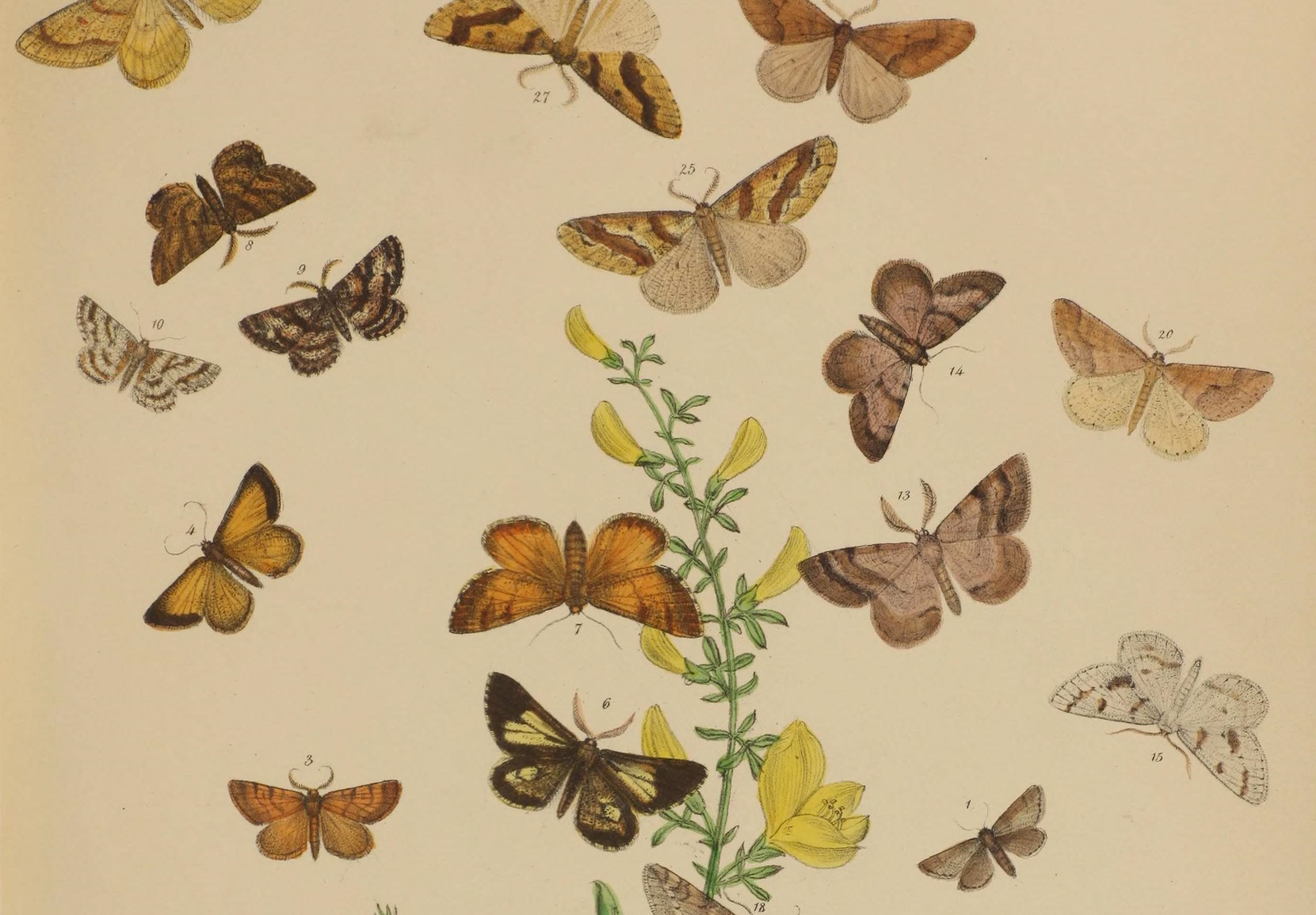Illustration of 16 moths of various colours in flight