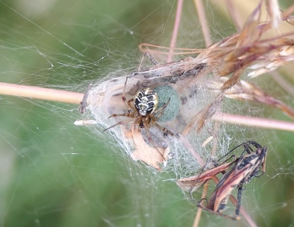 A spider with black and cream markings on its body, sitting in its web with a green egg sac and remains of a bug caught in the web