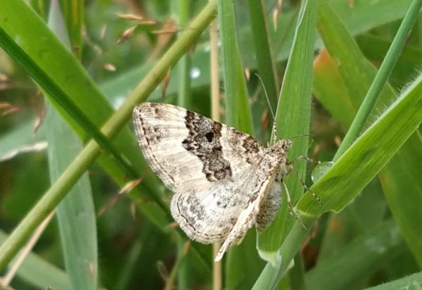 Moth sitting on grass with its wings open showing silver and dark markings