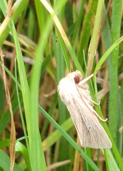 Side view of a greyish moth with a furry 'hood' on a grass stalk