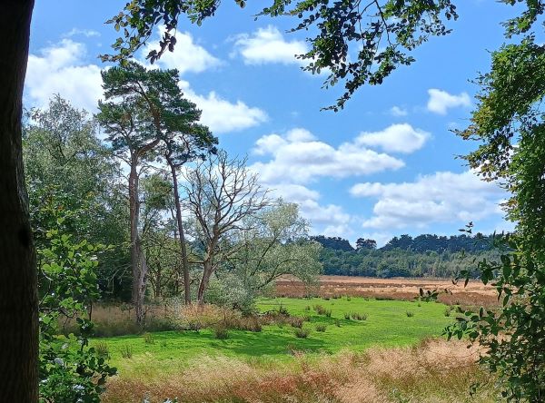 A bright green area of short grass surrounded by taller brown grasses and rushes and trees