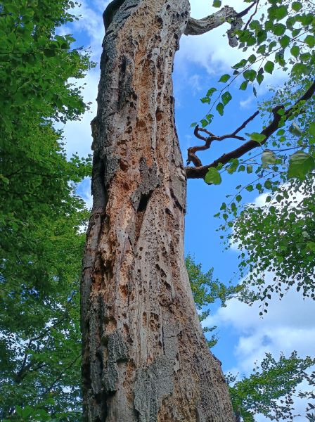 Close-up of a tree trunk covered in holes pecked out of the wood