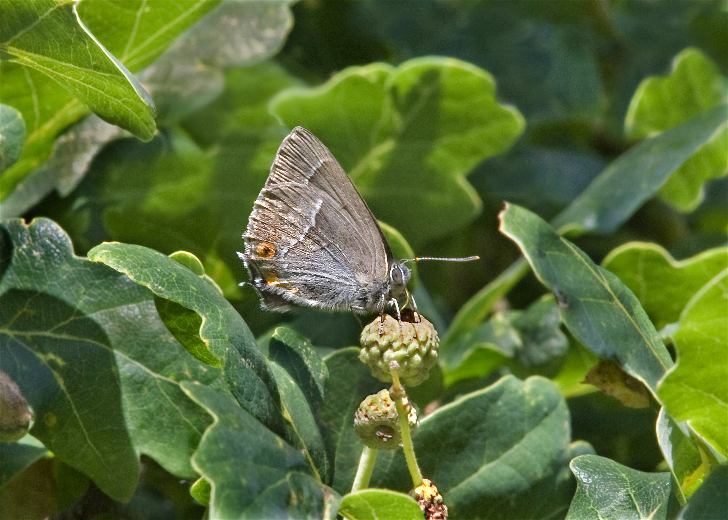 Pale silvery brown butterfly with white streak and orange dot on wing feeding at an emerging acorn