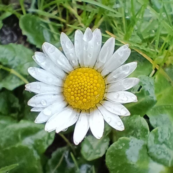 Flower with white petals and yellow centre growing in grass