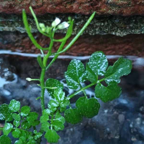 Green plant with white flowers and long thin seed pods pointing upwards