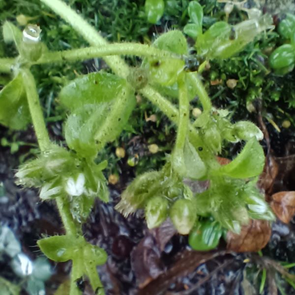 Pale green hairy plant with clusters of white flowers