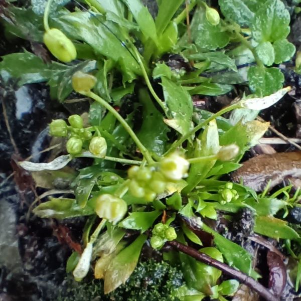 green plant with small white flowers