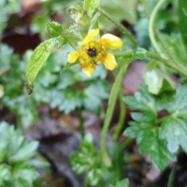 yellow flower looking rather battered and wet