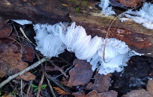 piece of decaying wood with strands of white ice exuding from the surface like a wave of hair