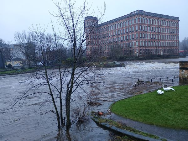 Large red multi-storey building next to a river which has burst its banks and two swans standing on the grass in the foreground