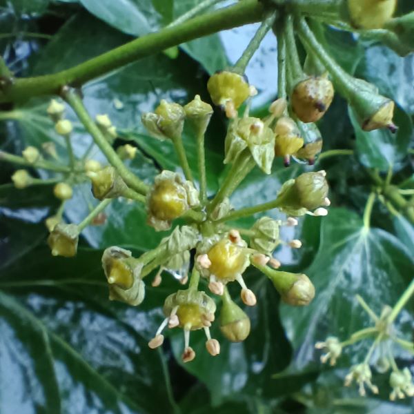 Green flower heads with persisting stamens