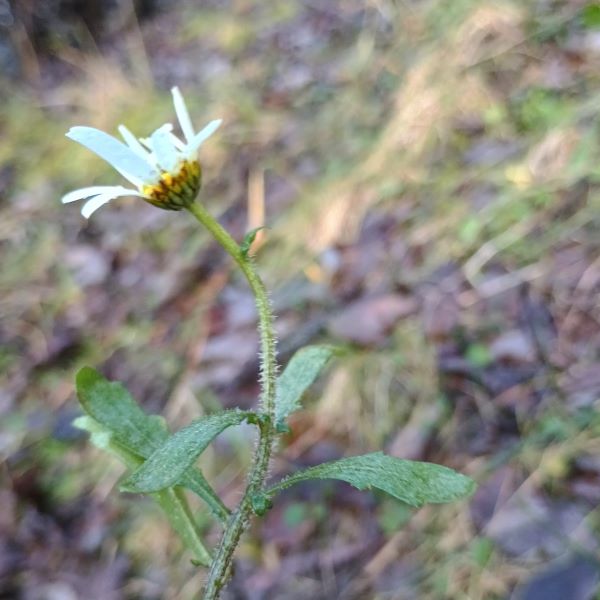 Slender plant with large flower consisting of yellow centre and white petals