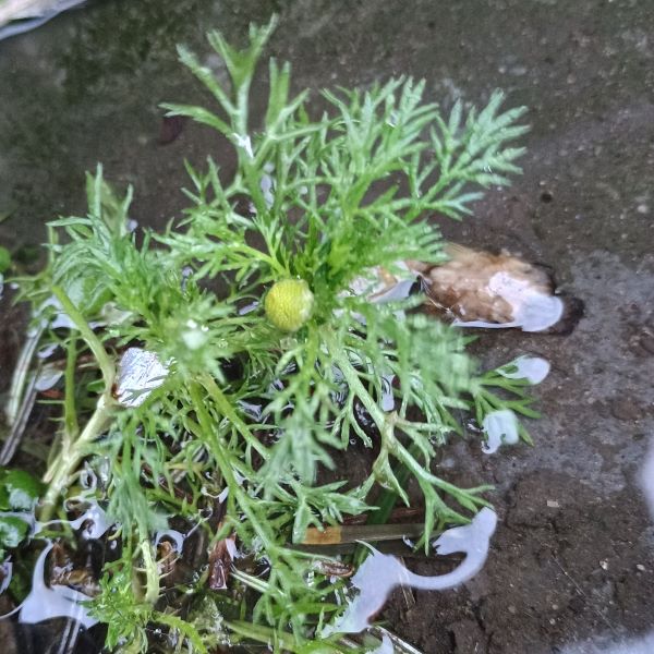 Green plant with finely divided leaves and a yellow flower without petals