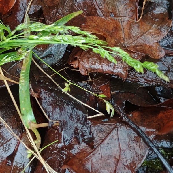 Grass plant with flowering stems lying across brown rotting leaves