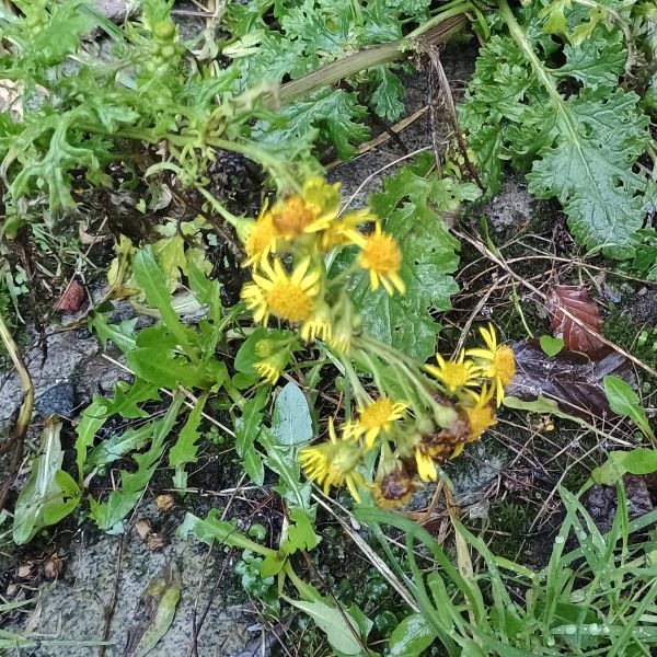 Plant with multiple flowers with yellow petals and centres
