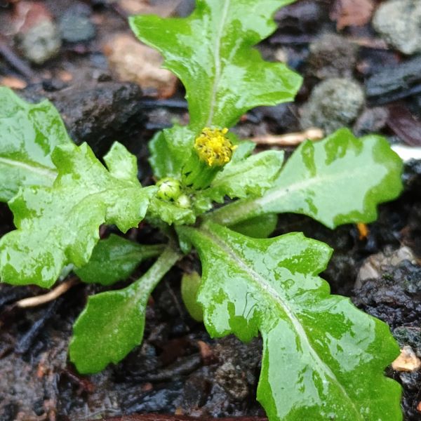 Plant with green leaves and small yellow flower